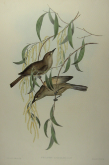 John Gould's Birds of Australia